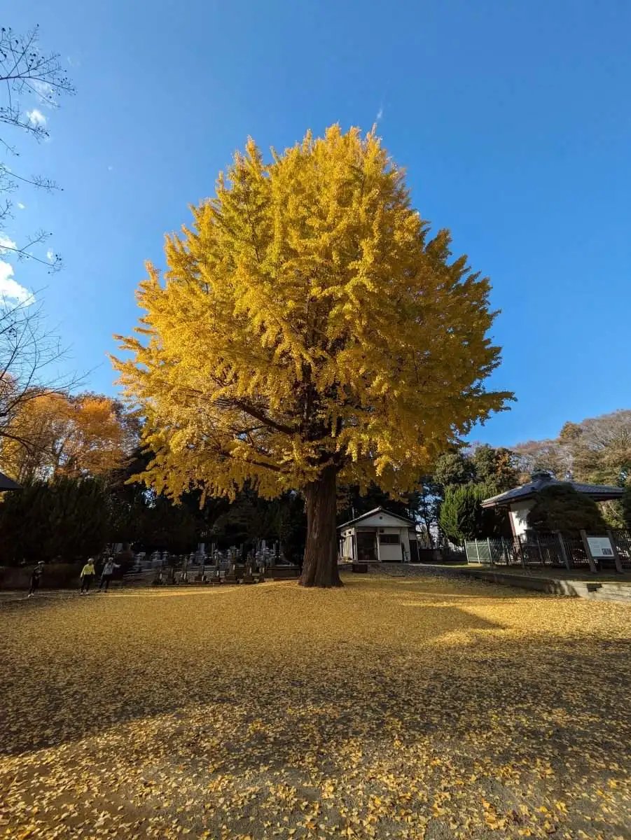 🏞️ 성산 공원(시로야마 코엔) 이미지 8